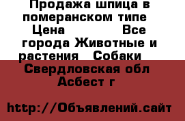 Продажа шпица в померанском типе › Цена ­ 20 000 - Все города Животные и растения » Собаки   . Свердловская обл.,Асбест г.